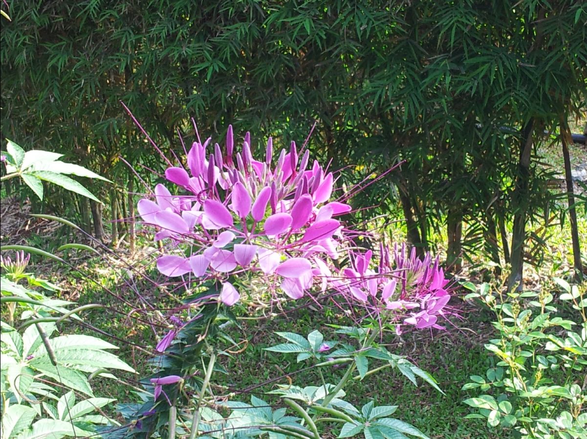 201302 Chiang Mai29